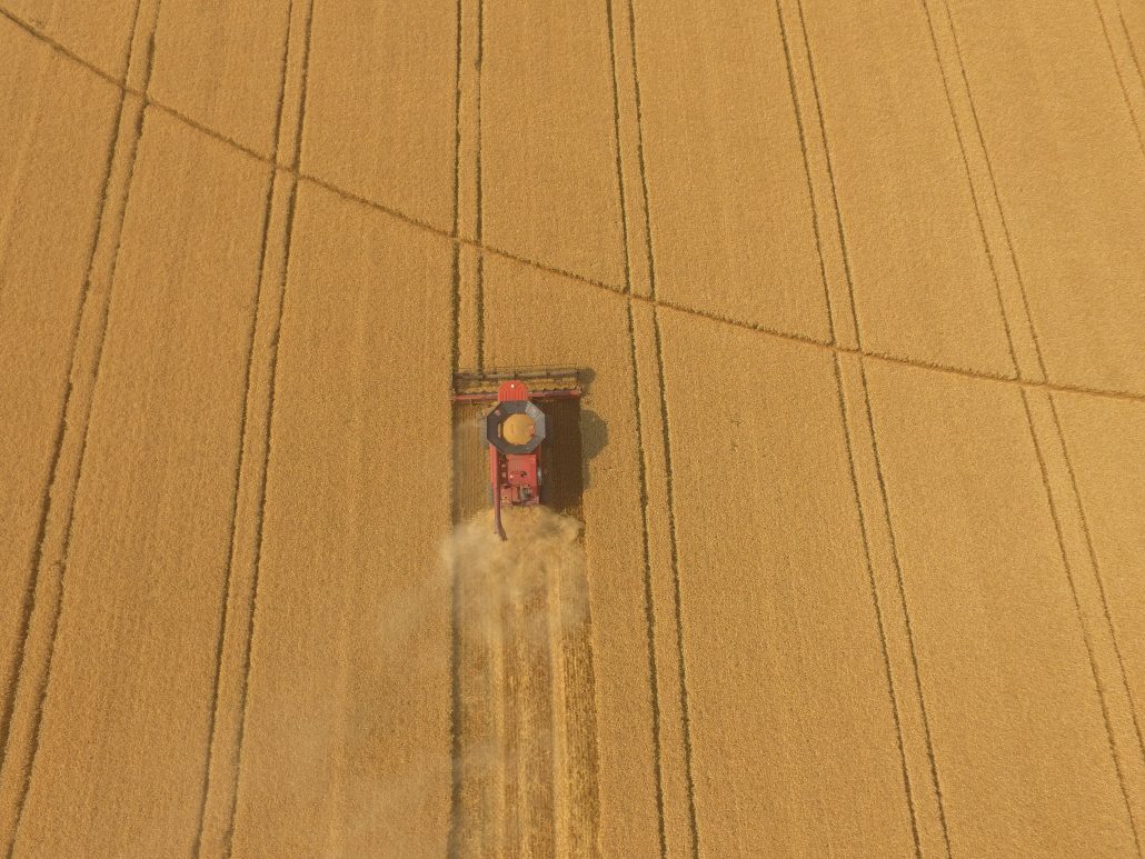Winter wheat fields at Riverside Farm